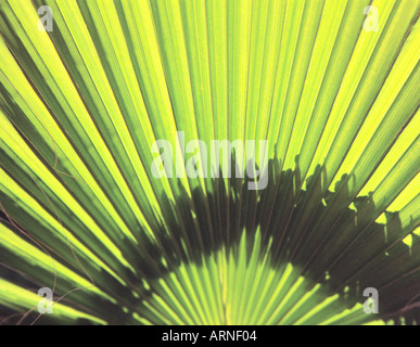 Palm des Ortschaften botanischen Garten Blanes Costa Brava Spaniens Stockfoto