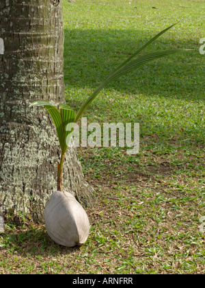 Kokospalme (Cocos nucifera) Stockfoto