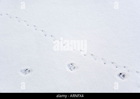 Katzen und Mäuse - Spuren im Schnee Stockfoto