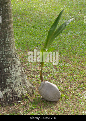 Kokospalme (Cocos nucifera) Stockfoto