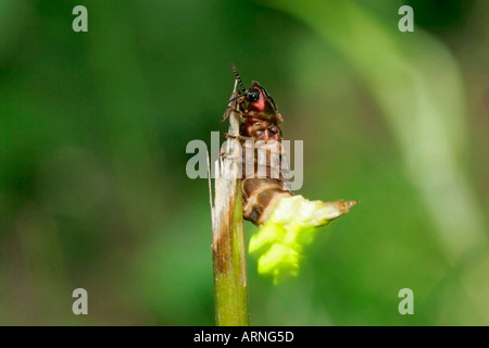 Glühwürmchen, Glühwürmchen, großen europäischen Glühwürmchen Käfer (Lampyris Noctiluca), Weiblich, Deutschland, Oerlinghausen, Jul 05. Stockfoto