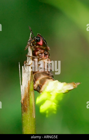 Glühwürmchen, Glühwürmchen, großen europäischen Glühwürmchen Käfer (Lampyris Noctiluca), Weiblich, Deutschland, Oerlinghausen, Jul 05. Stockfoto