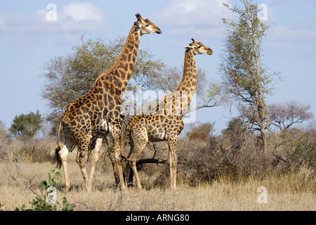 Giraffe (Giraffa Plancius), vor der Paarung, Südafrika, Kruger NP, Jul 05. Stockfoto