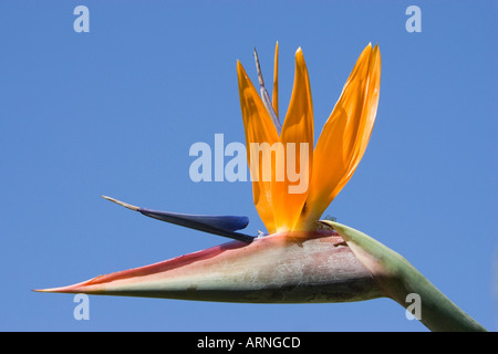 Kran-Paradiesvogel Blume, Blüte, Blume, Geel Piesang (Strelitzia Reginae) Stockfoto