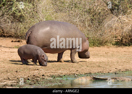 Nilpferd oder Flusspferd (Hippopotamus Amphibius), Mutter mit Kalb und Crocodil, Südafrika, Kruger NP, Aug 05. Stockfoto