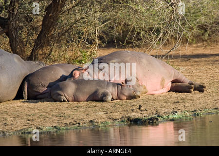 Nilpferd oder Flusspferd (Hippopotamus Amphibius), Mutter mit Kalb schlafen, Südafrika, Kruger NP, Aug 05. Stockfoto
