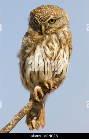 African verjährt Owlet (Glaucidium Capense), Süd Afrika, Kruger NP, Aug 05. Stockfoto