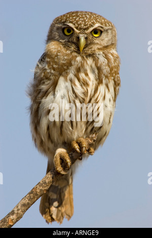 African verjährt Owlet (Glaucidium Capense), Süd Afrika, Kruger NP, Aug 05. Stockfoto