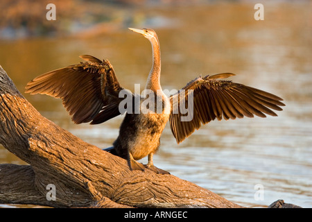 Indische Darter (Anhinga Melanogaster), Trocknung, Südafrika, Kruger NP, Aug 05. Stockfoto