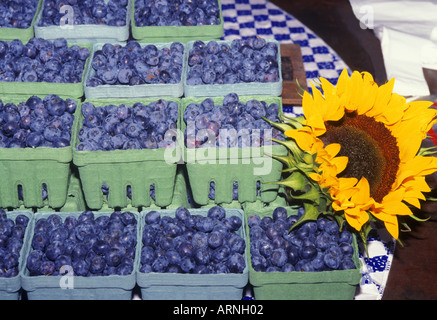 Heidelbeeren in Containern auf dem Display in einem Markt mit Sonnenblume USA Seattle Washington State Stockfoto
