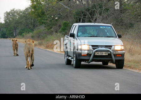 Löwe (Panthera Leo), unterwegs, Südafrika, Kruger NP, Aug 05. Stockfoto