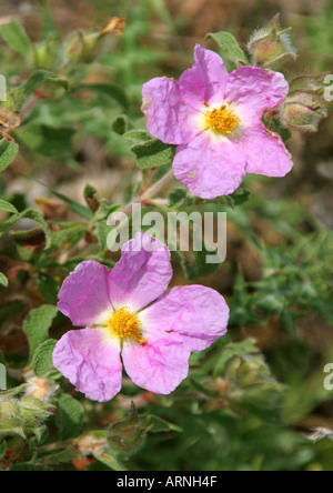 Kretische Rock Rose (Cistus Creticus), blühen, antiviralen Mittel gegen die Vogelgrippe enthaltende Stockfoto