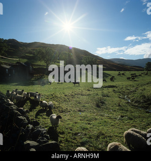 Contre Jour Blick in der frühen Morgensonne Schafe grasen auf den Lake District Cumbria Stockfoto