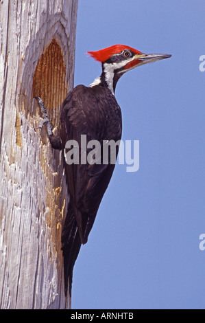 Helmspecht an Bruthöhle Stockfoto