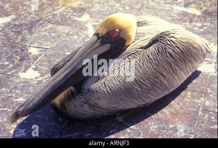 USA Tampa Florida Brown Pelican ruhen Stockfoto