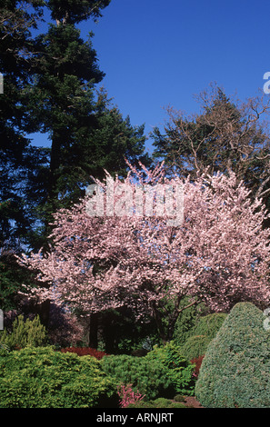 Kirschblüten in Beacon Hill Park, Victoria, Vancouver Island, British Columbia, Kanada. Stockfoto