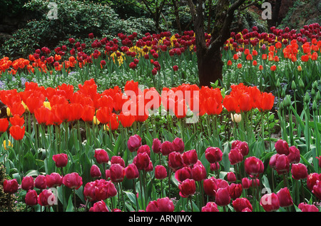 Tulpe Garten im Butchart Gardens, Victoria, Vancouver Island, British Columbia, Kanada. Stockfoto