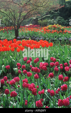 Tulpe Garten im Butchart Gardens, Victoria, Vancouver Island, British Columbia, Kanada. Stockfoto