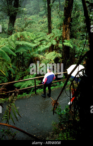 Ein junger Mann schaut ein Cluster von Farne wachsen in einem Regenwald im Hawaii Volcanoes National Park in der Nähe von Hilo Big Island. Stockfoto