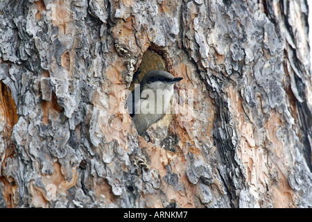 Pygmäen Kleiber in Bruthöhle Stockfoto