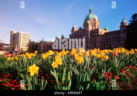 Narzissen im Garten vor dem Parlamentsgebäude, Victoria, Vancouver Island, British Columbia, Kanada. Stockfoto