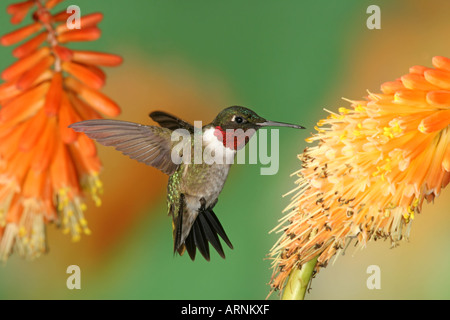 Männliche Rubin-throated Kolibri Trinken Nektar von Red Hot Poker Blüten Stockfoto