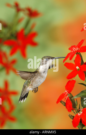 Weibliche Ruby-throated Kolibri immer Nektar von Red Royal Leimkraut Blumen vertikal Stockfoto