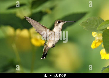 Frau Ruby throated Kolibri fliegen in der Nähe von Springkraut Stockfoto