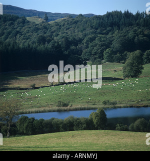 Schafbeweidung auf Seenplatte Weide über einen kleinen See in der Nähe von Windermere Stockfoto