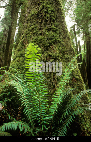 Farn und alten Zeder in Carmanah Walbran Provincial Park in British Columbia, Kanada. Stockfoto