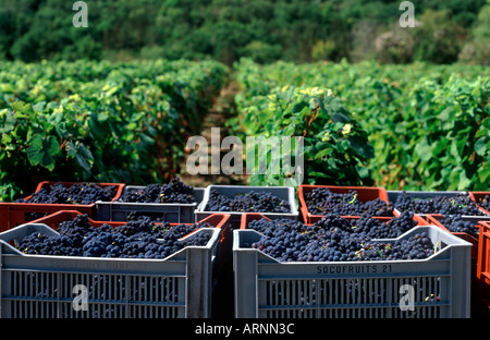 Gelesenen Trauben in Behältern vor Rebzeilen, Pernand Vergelesses, Côte de Beaune, Burgund, Frankreich Stockfoto