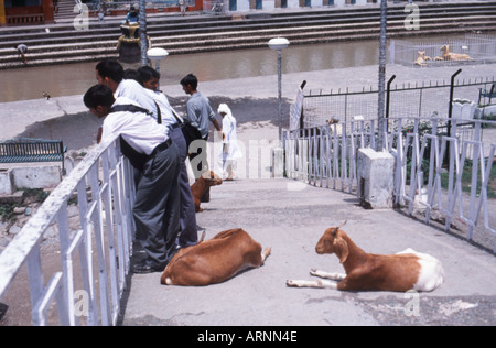 Brücke bei Chamunda Devi Tempel Dharamsala Bereich Himachal Pradesh, Indien Stockfoto