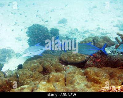Bluefin Trevally, Caranx Melampygus Fisch über Coral Reef, Januar 2008, Similan Inseln, Andamanensee, Thailand Stockfoto