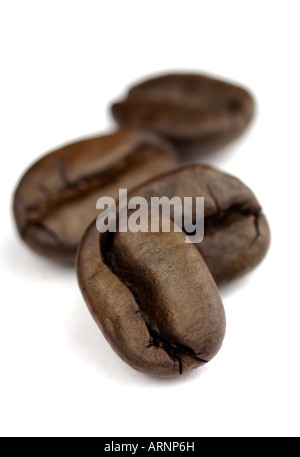 kleine Reihe von Kaffeebohnen mit SDOF auf weißem Hintergrund Stockfoto