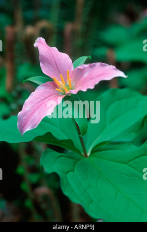 Trillium; Western Wake Robbin (Trillium Ovatum), Britisch-Kolumbien, Kanada. Stockfoto