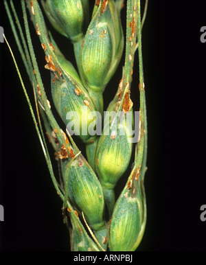 Schwarzer Stamm Rost Puccinia Graminis auf Weizen Ohr und Körner USA Stockfoto