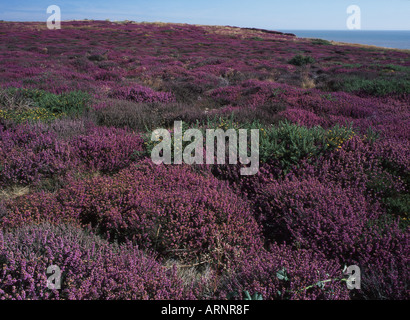Küsten Heathland Westleton Heide Suffolk UK Stockfoto