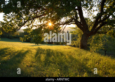 Abendsonne durch Äste einer Eiche Stockfoto