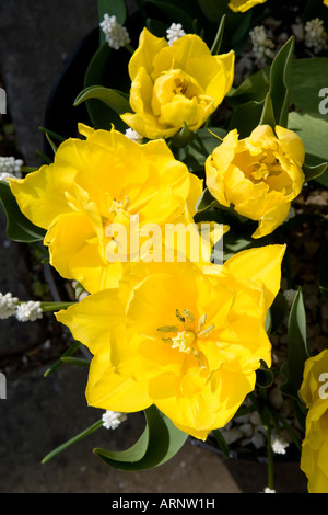 Gruppe von gelben Tulpen Stockfoto