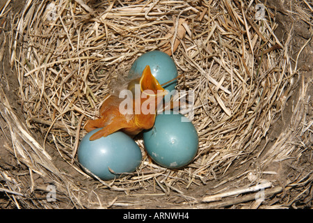 Amerikanischer Robin Nest mit Eiern und Küchlein