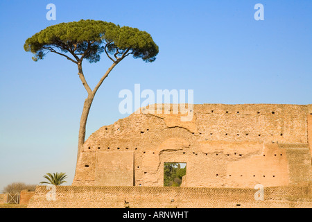 Palatin Rom Regenschirm Kiefer mit römischen ruiniert Wand Mauerwerk Detail blaue Himmel zeigt Stockfoto