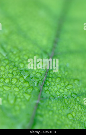 Vertikale Schuss von üppigen grünen Blatt mit Regen Tropfen Stockfoto