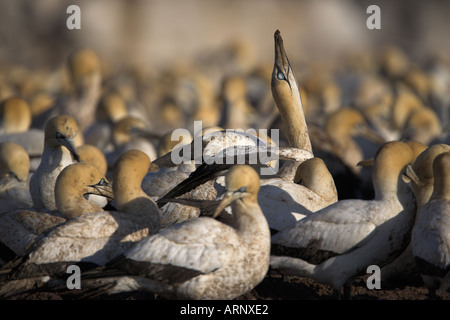 Skypointing Cape Gannet in Tölpelkolonie auf Bird Island Lamberts Bay Western Cape Südafrika Stockfoto