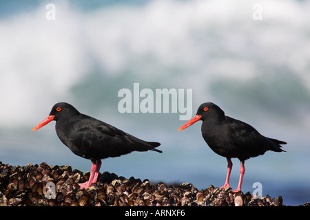 Afrikanische schwarze Austernfischer Haematopus Moquini De Hoop Naturreservat Western Cape Südafrika Stockfoto