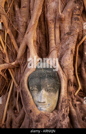 Süd-Ost-Asien, Thailand, Ayutthaya, Wat Mahathat, Buddha Kopf verschlungen in Wurzeln von Banyan Tree Stockfoto