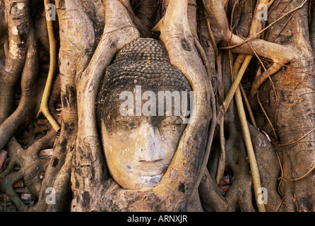 Süd-Ost-Asien, Thailand, Ayutthaya, Wat Mahathat, Buddha Kopf verschlungen in Wurzeln von Banyan Tree Stockfoto