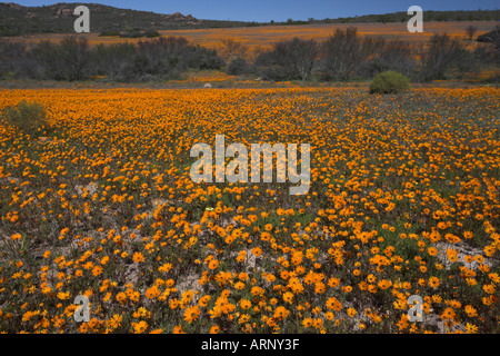 Namaqualand Gänseblümchen in Namaqua Nationalpark Namaqualand Northern Cape in Südafrika Stockfoto