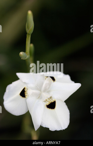 Afrikanische wild Iris Dietes bicolor Stockfoto