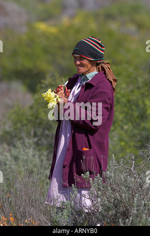 Frau Kommissionierung Wildblumen im Biedouw Valley im Frühjahr Cedarberg Western Cape Südafrika Stockfoto