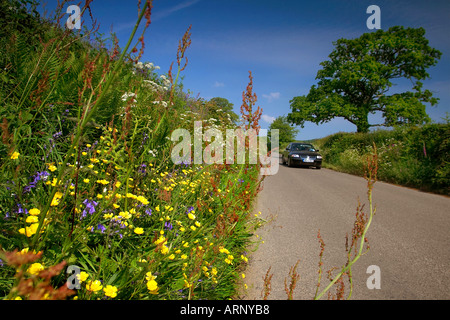 Wildblumen entlang einer Landstraße in Cornwall UK Stockfoto